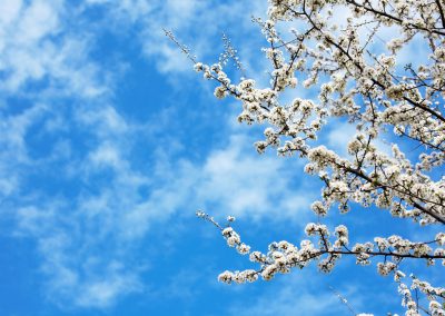 Himmel mit Blüten