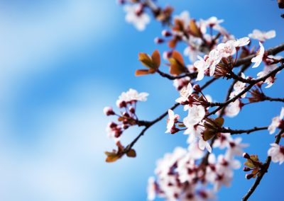 Himmel mit Blüten