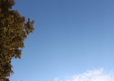 Himmel und Baum