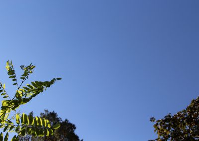 Himmel mit Ästen