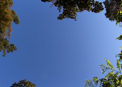 Baum vor Himmel