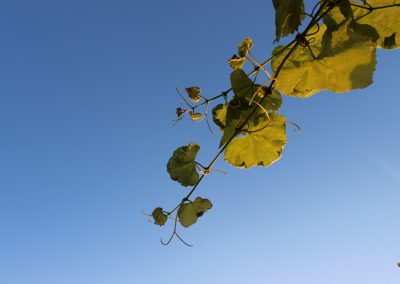 Himmel mit Blätter