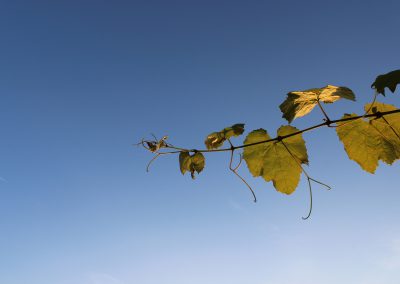 Himmel mit Blätter