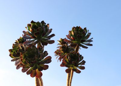 Himmel mit Blume